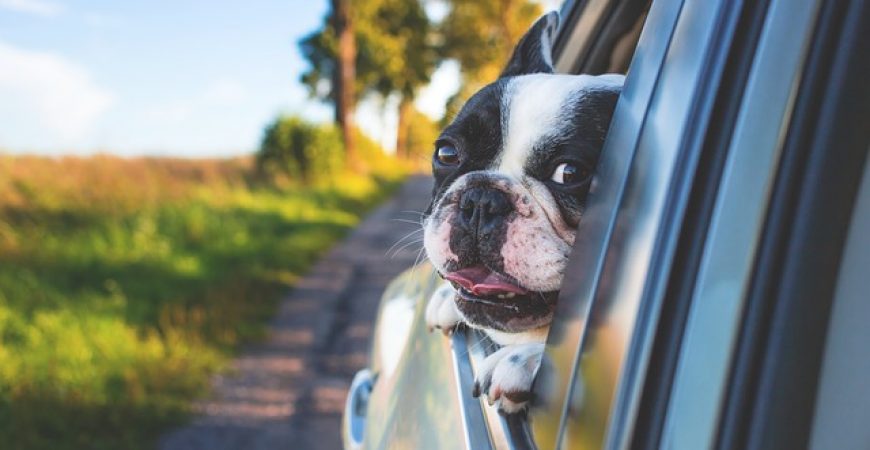 Como economizar nos gastos com pets